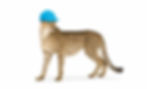 Cheetah with a hard hat