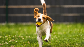 Summer Pet Safety Guide: Keeping Pets Safe in Purcellville All Season Long