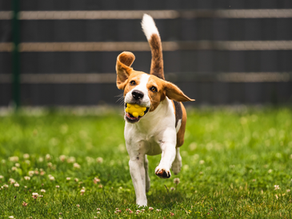Summer Pet Safety Guide: Keeping Pets Safe in Purcellville All Season Long