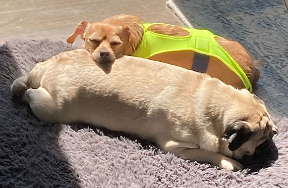 chihuahua-in-barkitwear-p-suit.jpg