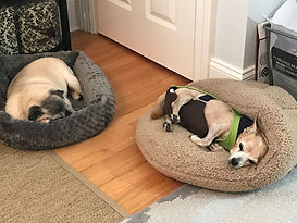 managing-dog-incontinence.jpg