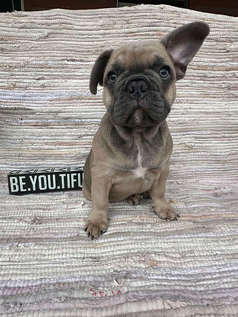 french_bulldog_for_sale.jpg