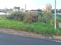 Overgrown section with gorse and long grass_edited
