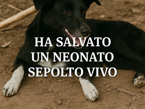 Ping Pong, un cane con una zampa offesa, ha fiutato una neonata appena sepolta in un campo. L’ha salvata, diventando un eroe nazionale. Storia vera e documentata.