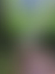 Pemba 1: Die Insel der fliegenden Füchse