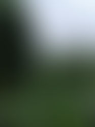 Pemba 2: Sanisibarisches Sauerkraut