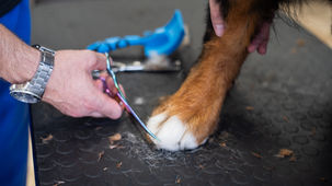 Cura delle zampe e taglio unghie