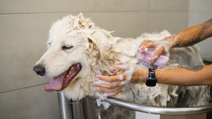 cane bianco in toelettatura
