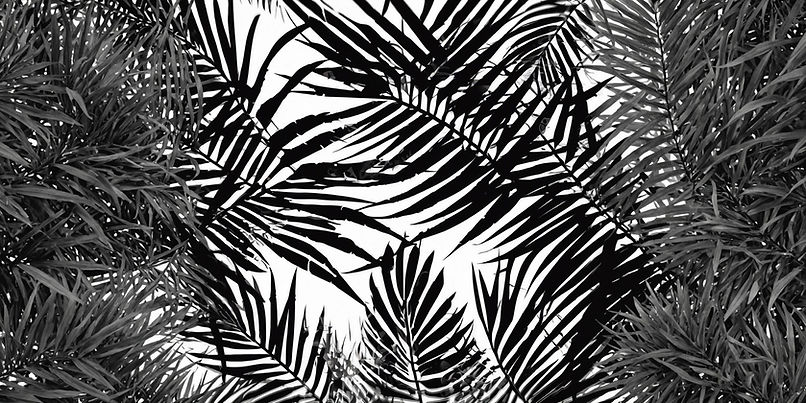 multiple palm tree frond vector for background.jpg