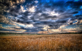 Summer-Wheat-field-dramatically-change-t