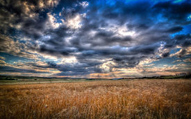 Summer-Wheat-field-dramatically-change-t