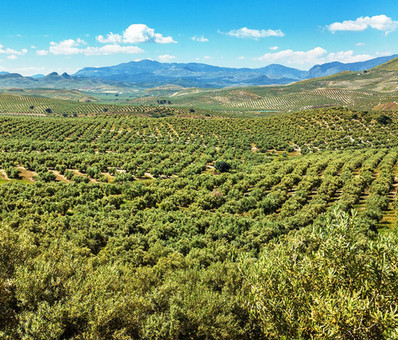 Olivos de Castillo de Canena, Jaén [España]