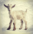 El cabrito