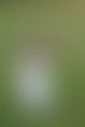 Emotional Intelligence; Post 1