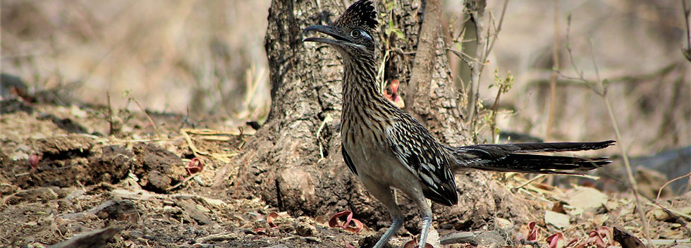 correcaminos 19.jpg