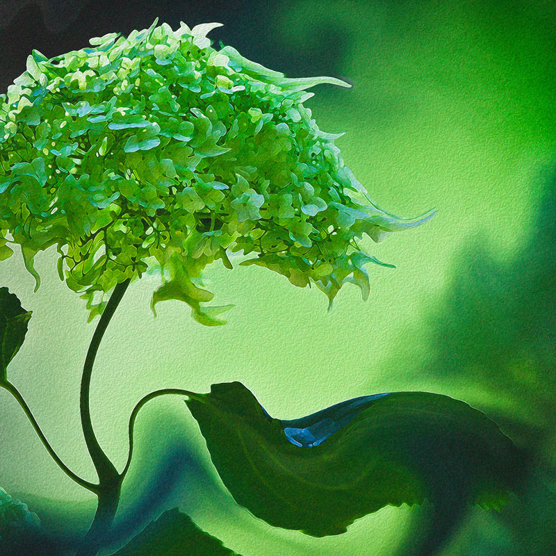 Flower Dance