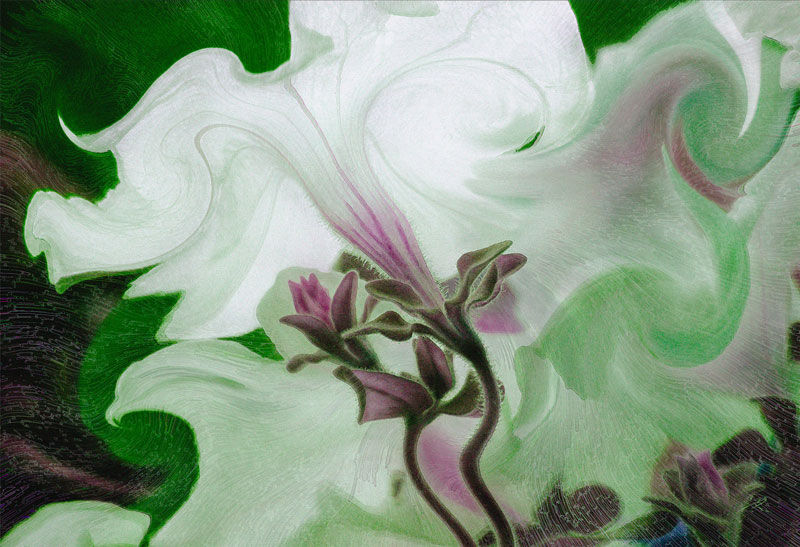 White-Rumba-18x26.jpg