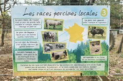 Les races de porcs française