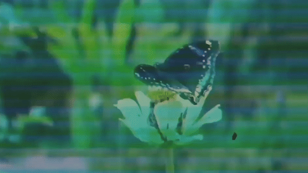 Mariposa.gif