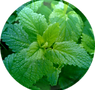 Lemon-Balm-Oil-18.01.2016-150x150.png