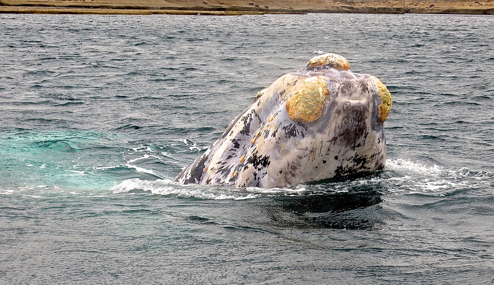 White whale calf
