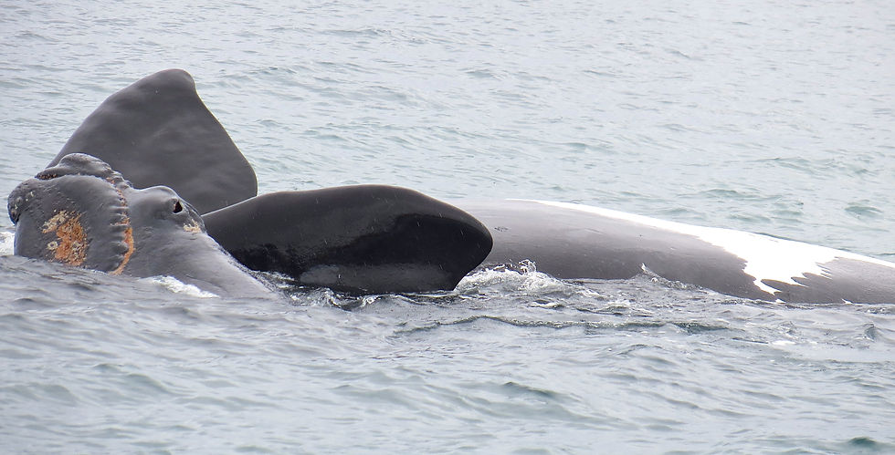 Female whale and calf