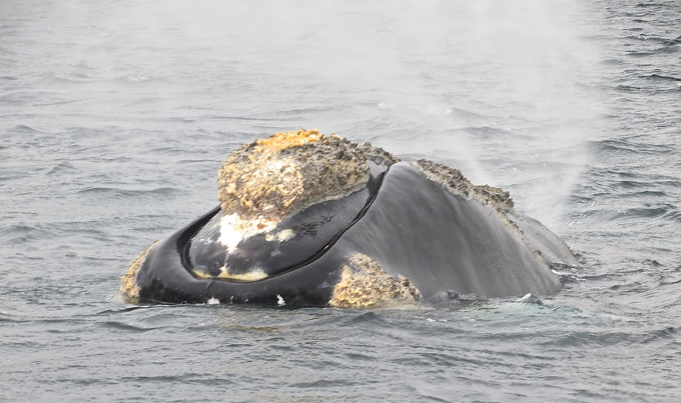 Head of a Southern Right Whale