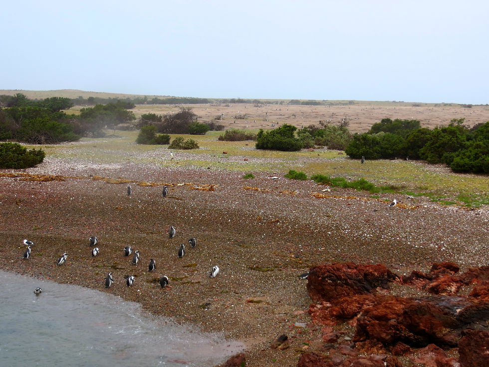 Penguin Rookery