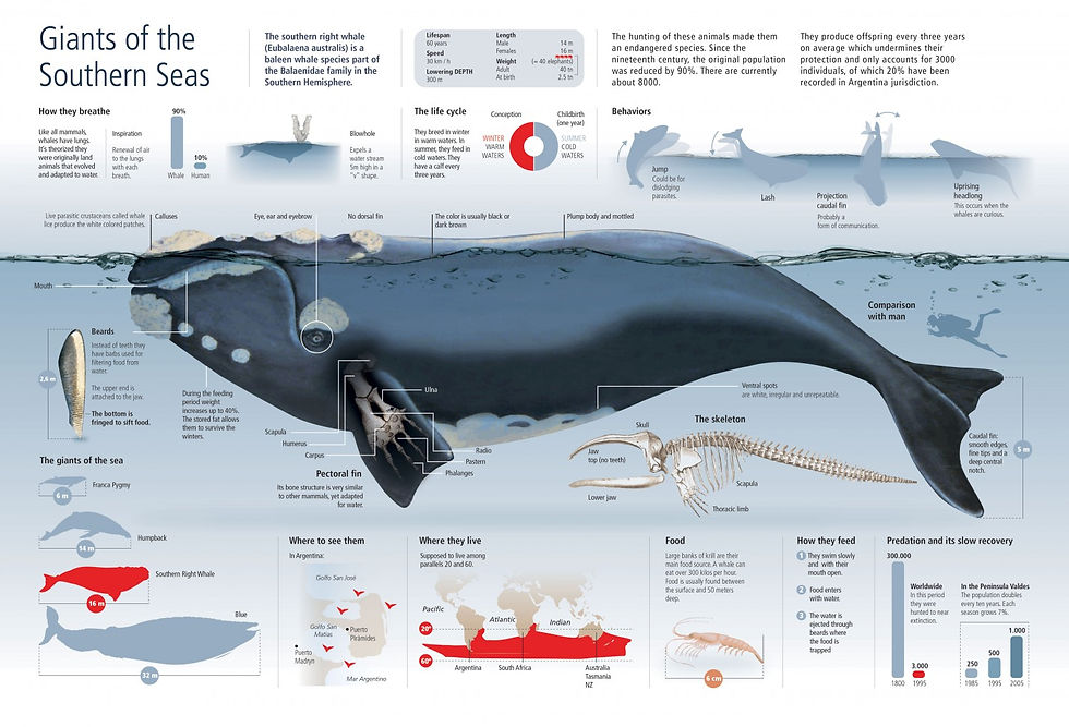 Southern Right Whale