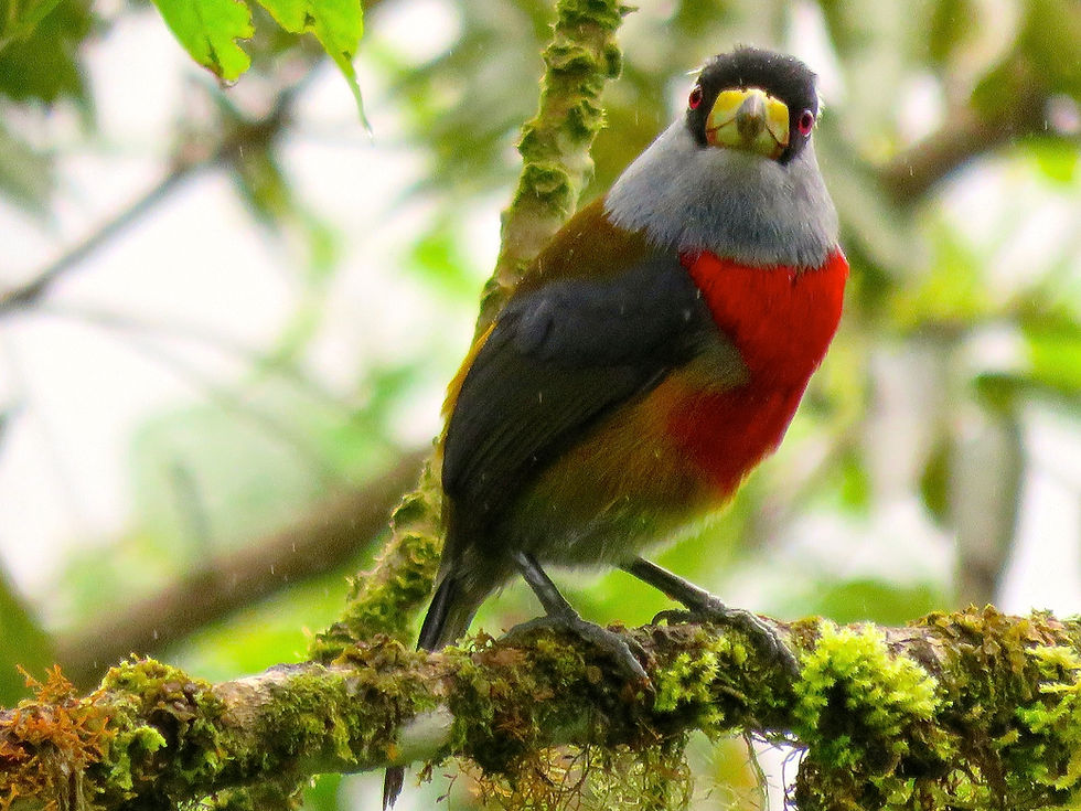 Toucanette