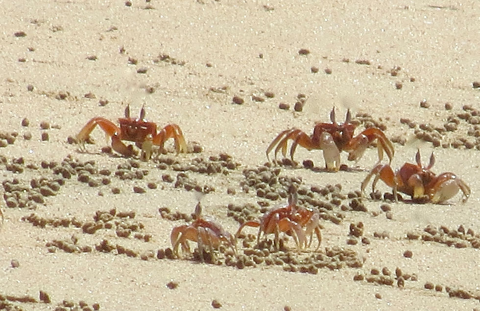 Crabs on the beach