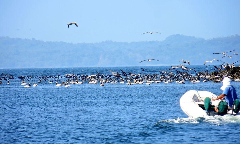 Birds diving on a fish boil