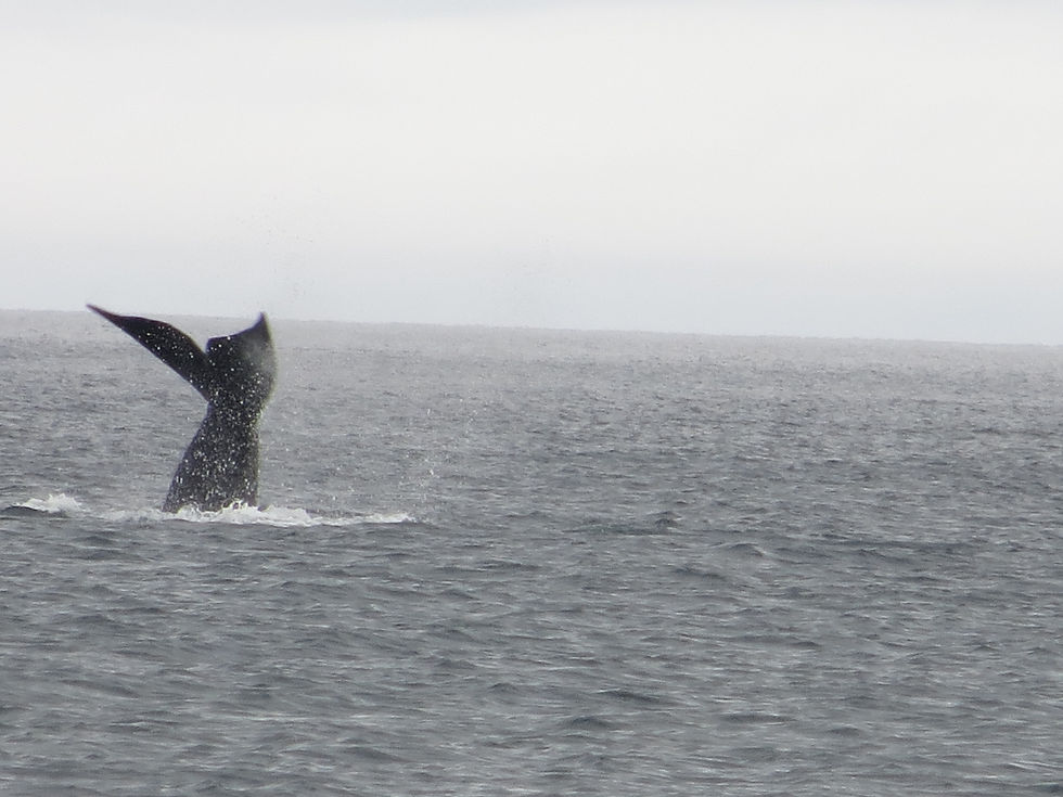Tail "sailing"