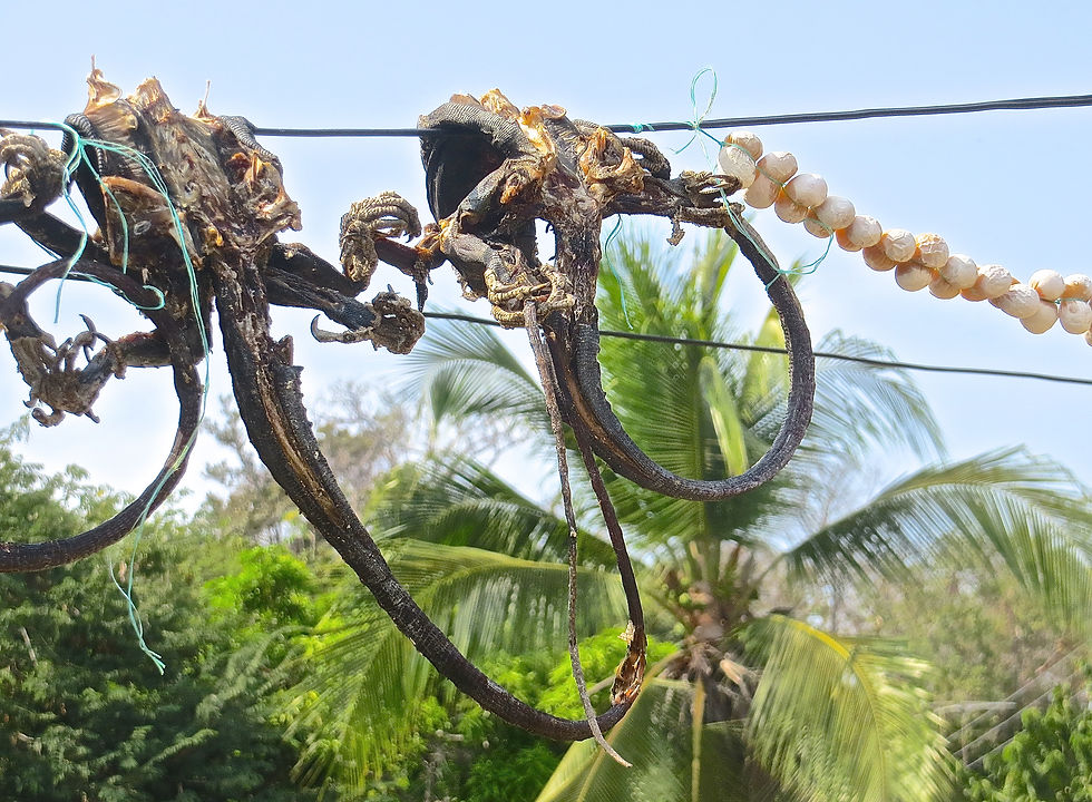 Iguanas and eggs drying