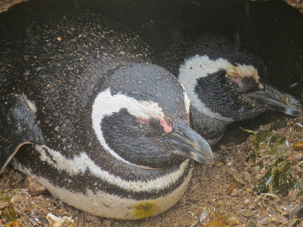 Penguin pair in their burrow