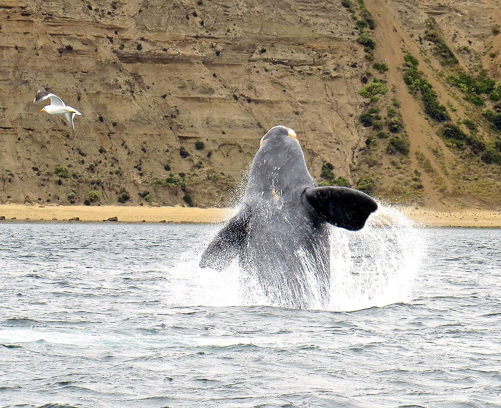 Whale breaching