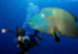 Napoleon Wrasse