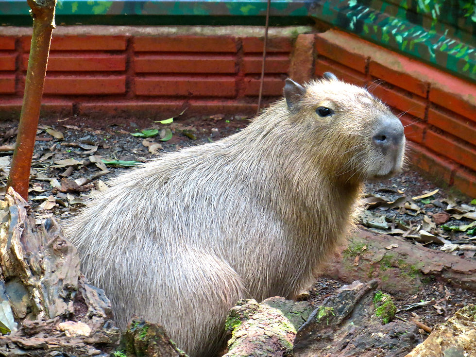 Güiráoga Wildlife Center