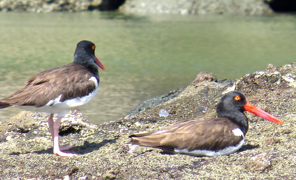 Oystercatchers