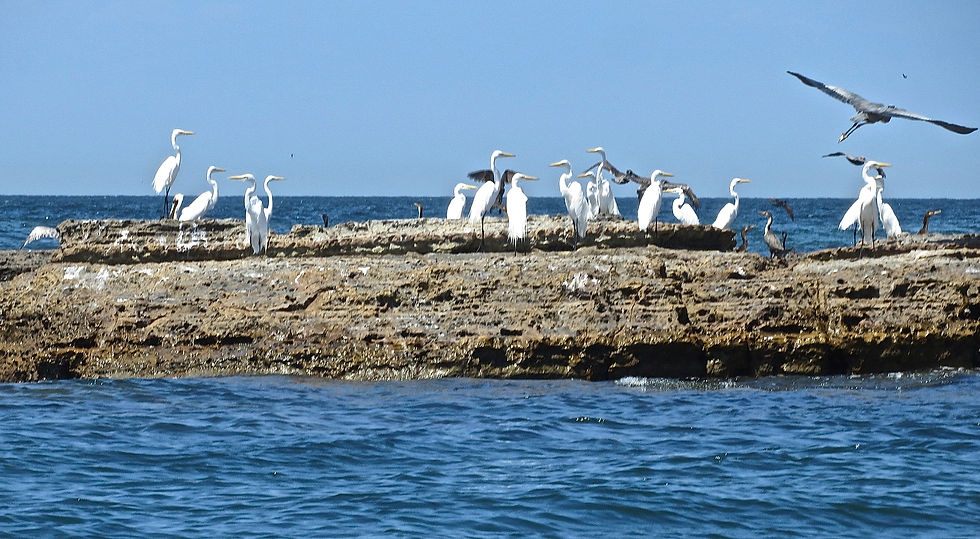 Egrets