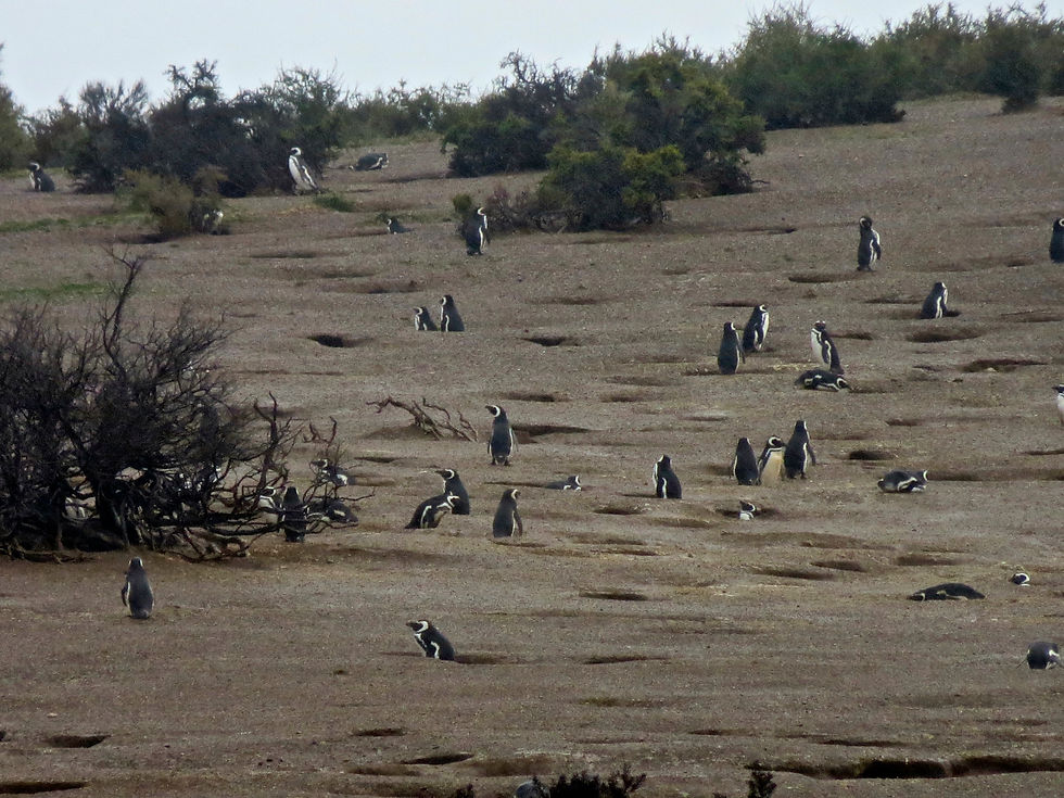 Penguin nesting grounds