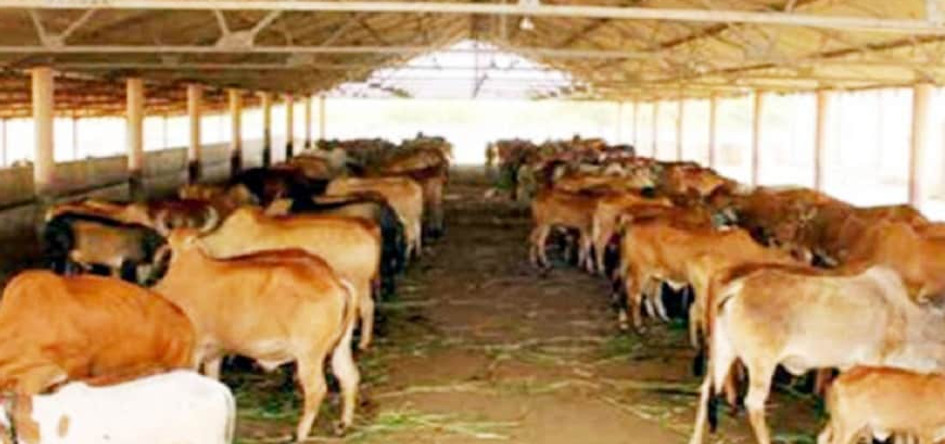 cowshed.jpg