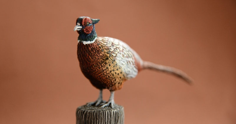 commonpheasantp8.jpg