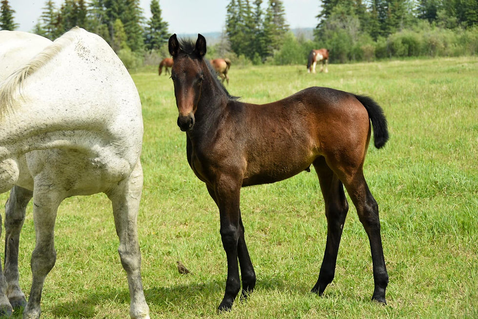 Zambez. Friesian Cleveland Bay TB.