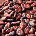 cocoa beans