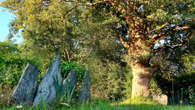 hébergement logement bain nature foret ressourcement yoga therapie redon saint-jean-la-poterie