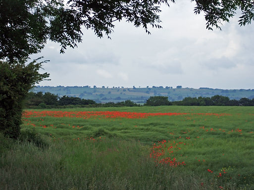 view from the cottage