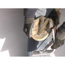 Thumbnail: Hoof Buffer 1 by Evolutionary Hoof Care