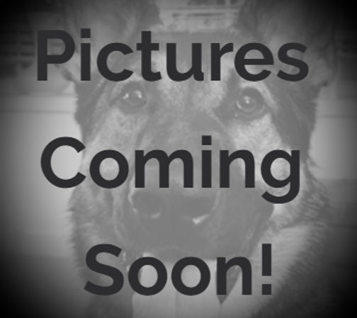 THE RIZZLER_edited.jpg