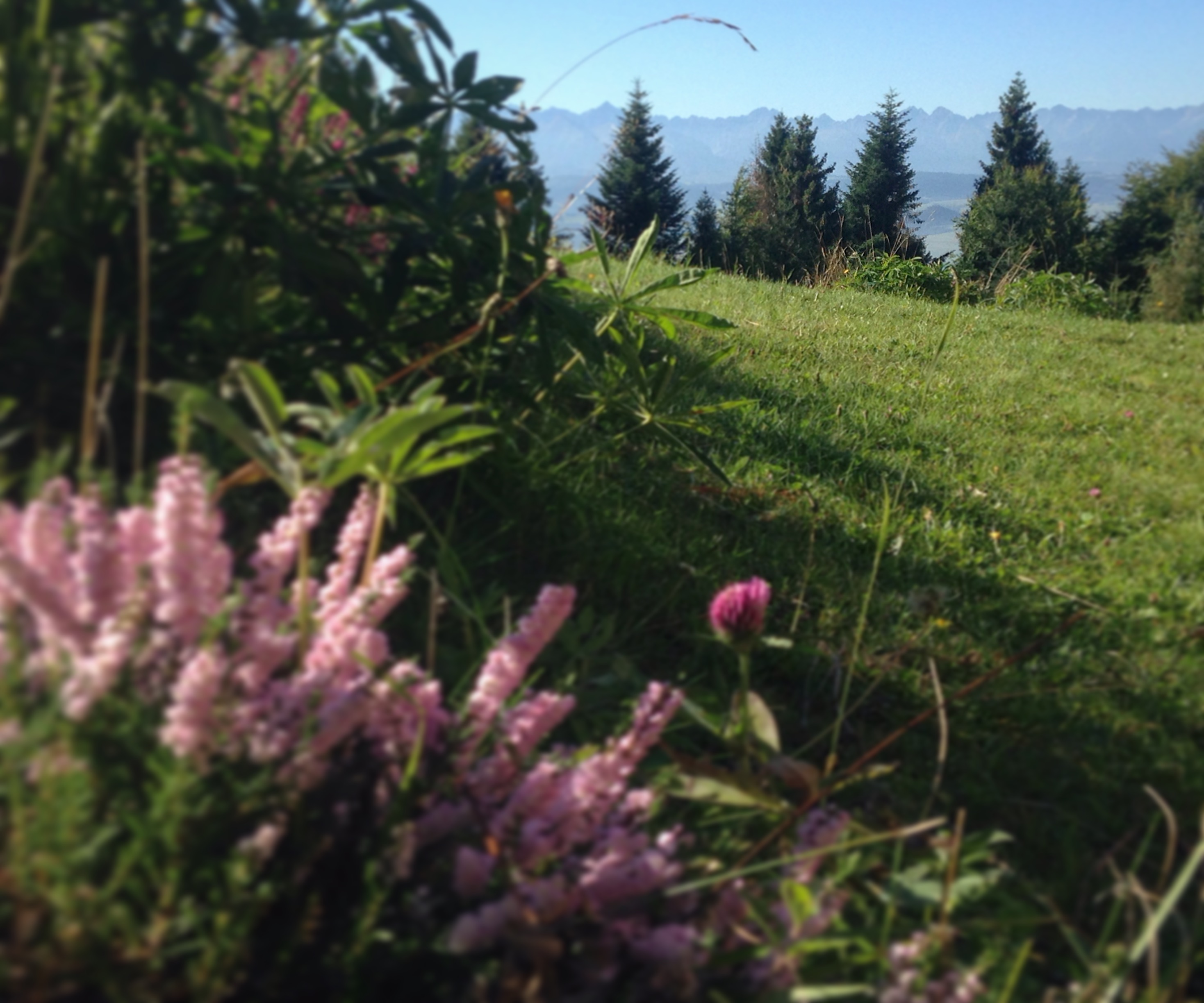Nasza łąka z widokiem na Tatry